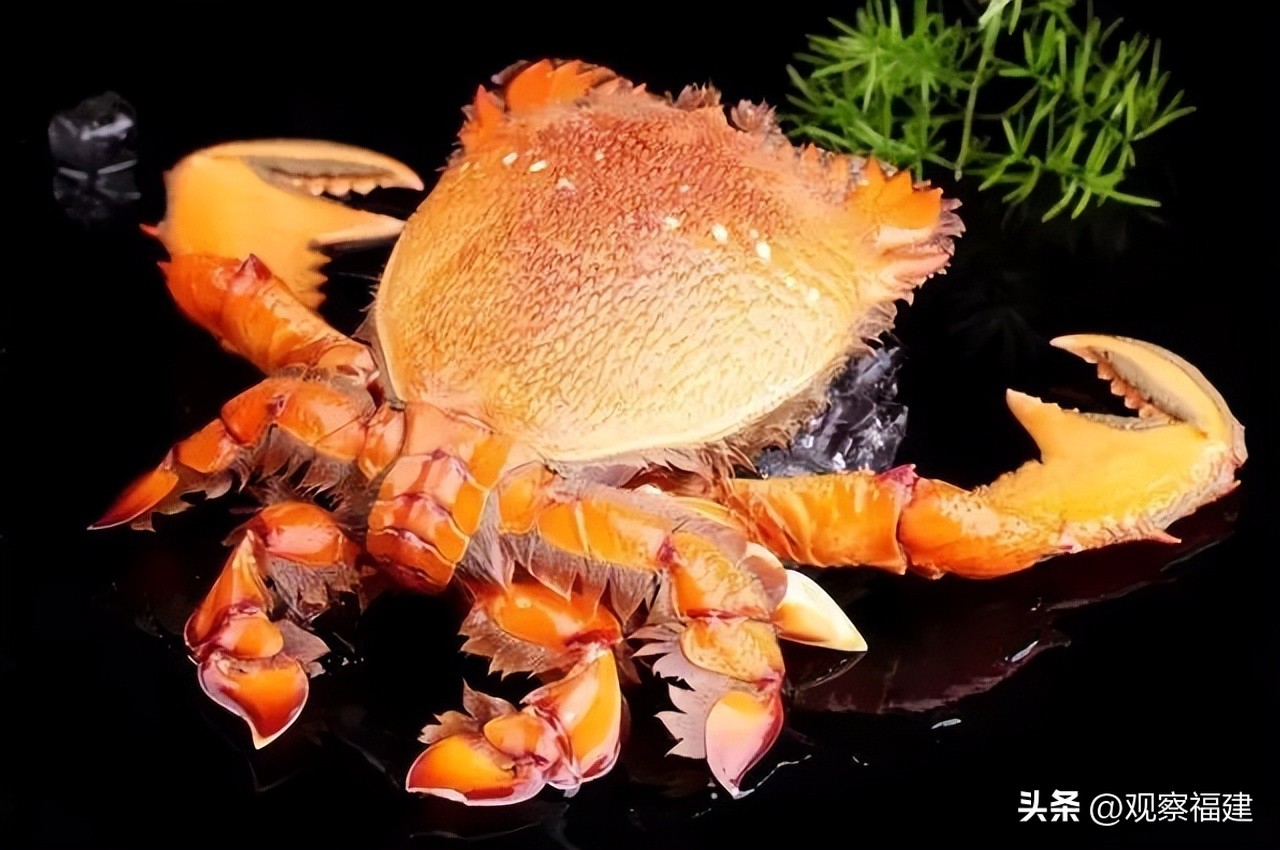 诏安秋天吃什么海鲜,福建各种海鲜图片大全