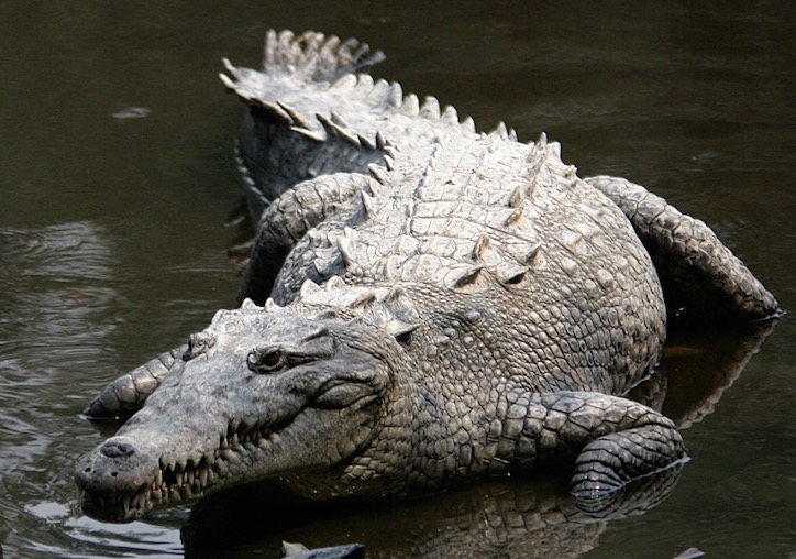 雌性鳄鱼单独繁殖,世界首例雌鳄鱼