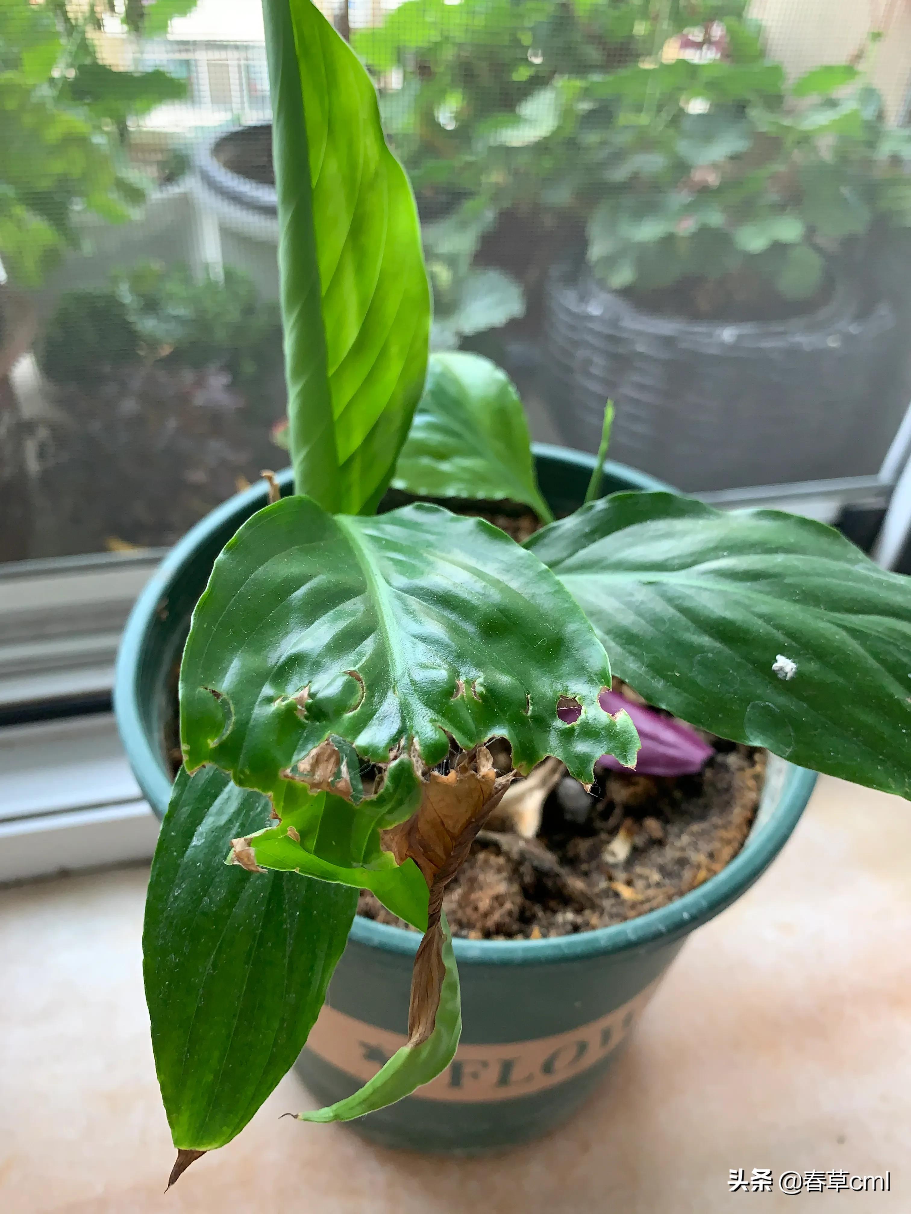 家里的花都被猫弄了怎么办,家里的花被别人摘了怎么办