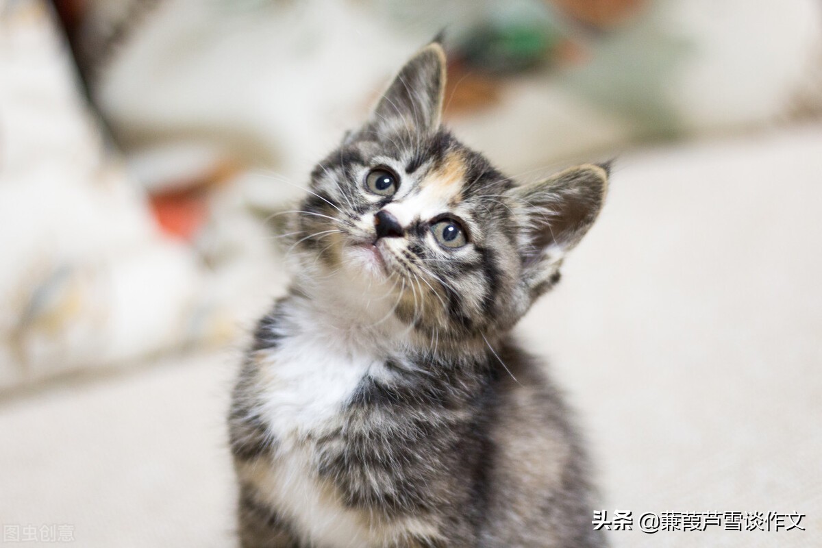 从两篇《猫》谈起——阿宝老师的“作文经”（一四五）