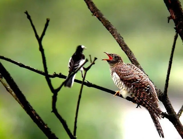 杜鹃鸟鸠占鹊巢的解释搞笑,鸠占鹊巢杜鹃鸟比鸟妈妈还大