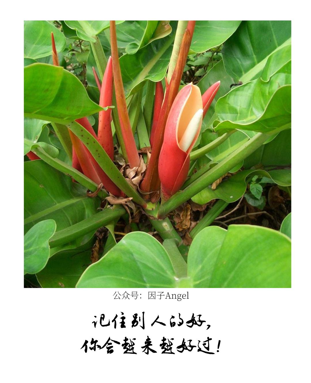 植物之36技——热