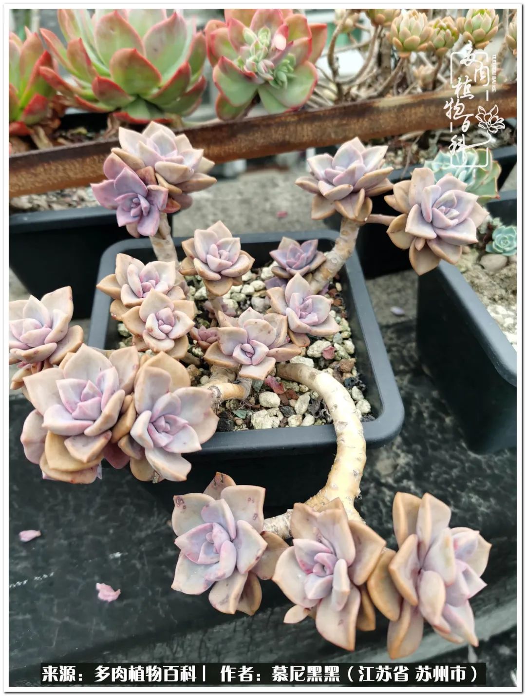 生活需要三分甜,生活需要一半禅意一半烟火