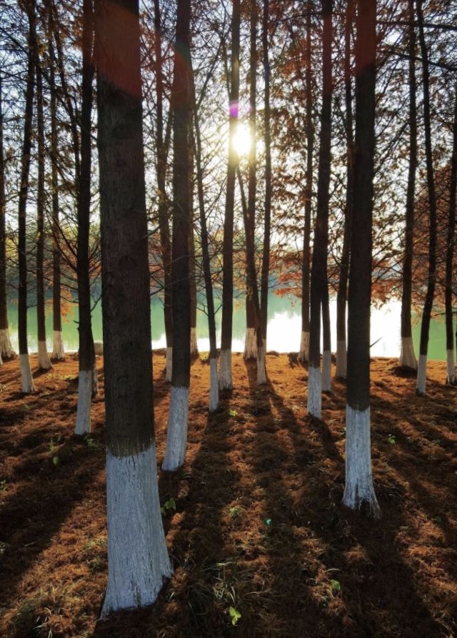 苏州秋季旅游最值得去的地方,苏州赏秋一日游攻略