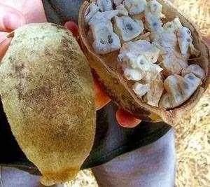 100多种罕见水果欣赏,100种罕见水果名字