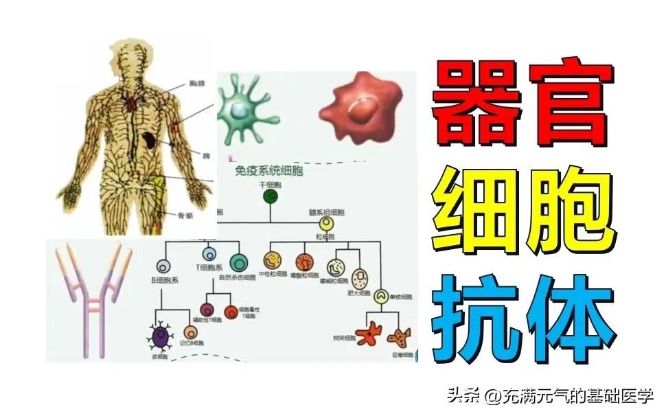 什么汤提高免疫力补充蛋白质,增强免疫力补充蛋白质的食谱