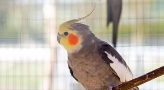 笼养玄凤鹦鹉飞手训练,笼养玄凤鹦鹉好凶