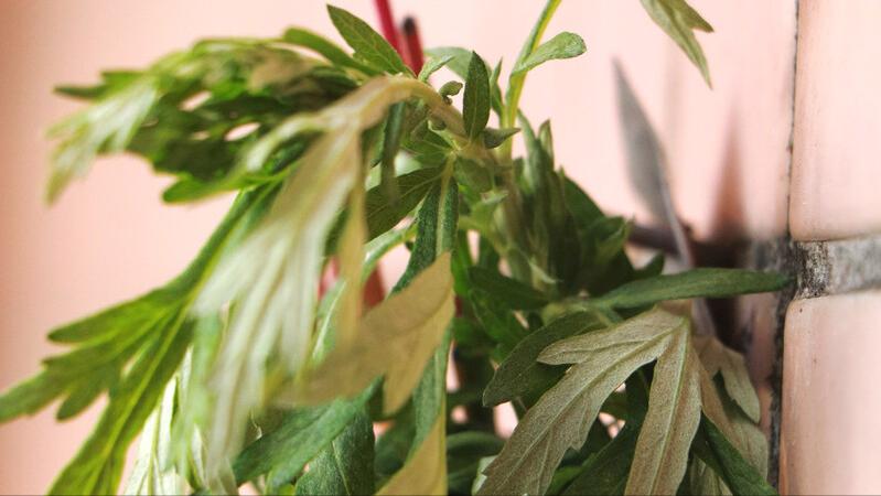 端午节不能说节日快乐的原因,端午节祝福不能讲端午节快乐吗