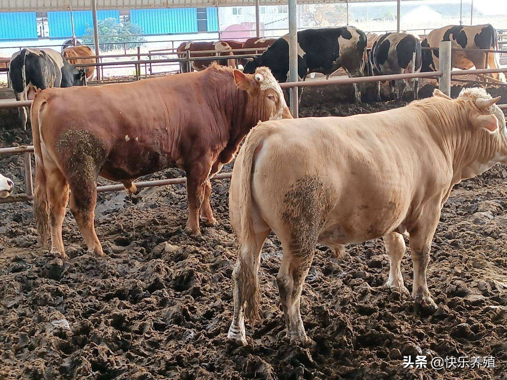 一头牛养到出栏能有多少纯利润,养1000头牛一年的利润有多少