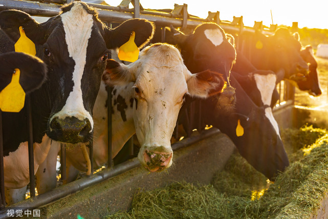 牛消化不良是什么症状,牛消化不良的症状和治疗方法