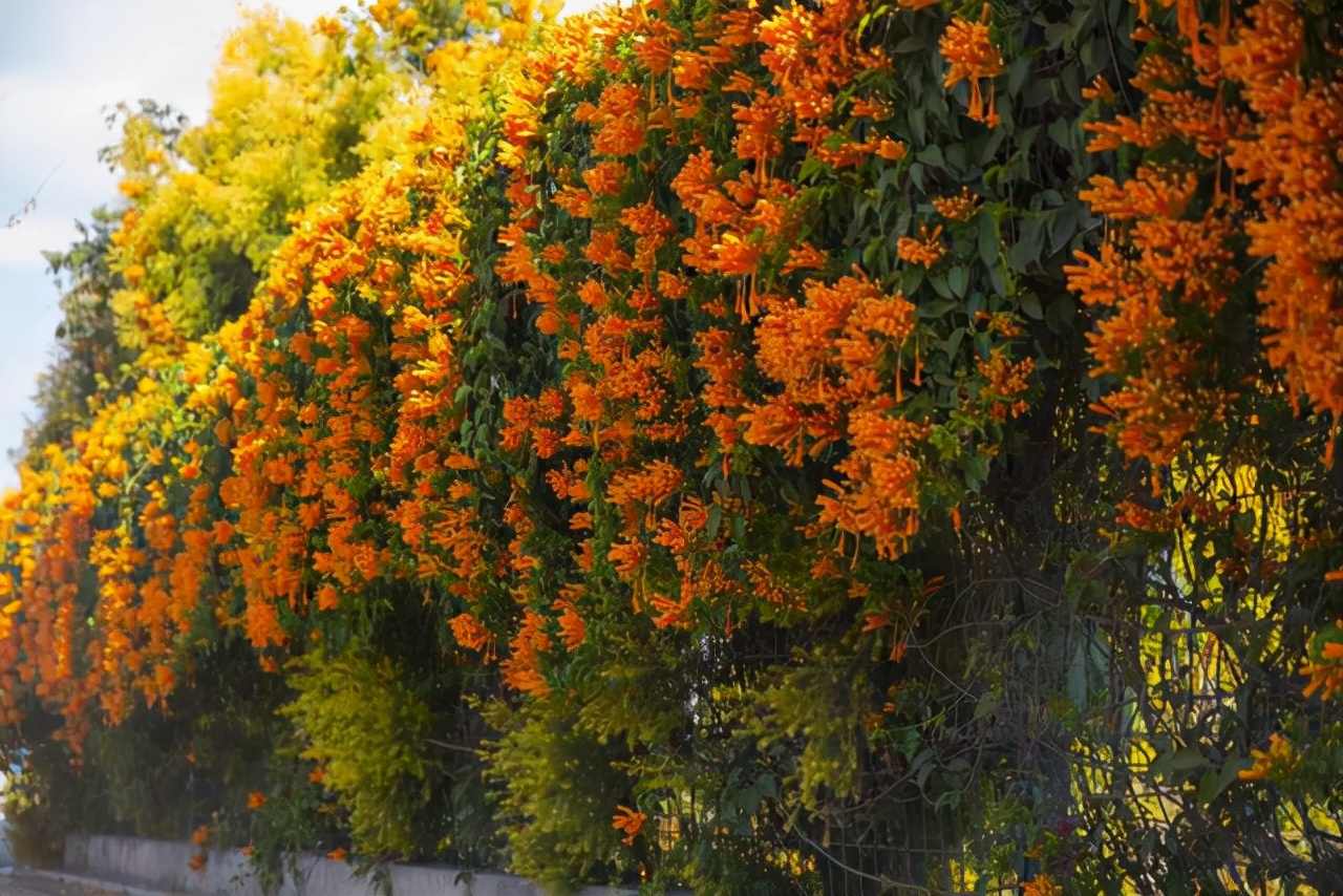 院子里葡萄架越来越少，不是不喜欢，而是这12种藤蔓植物能替代它