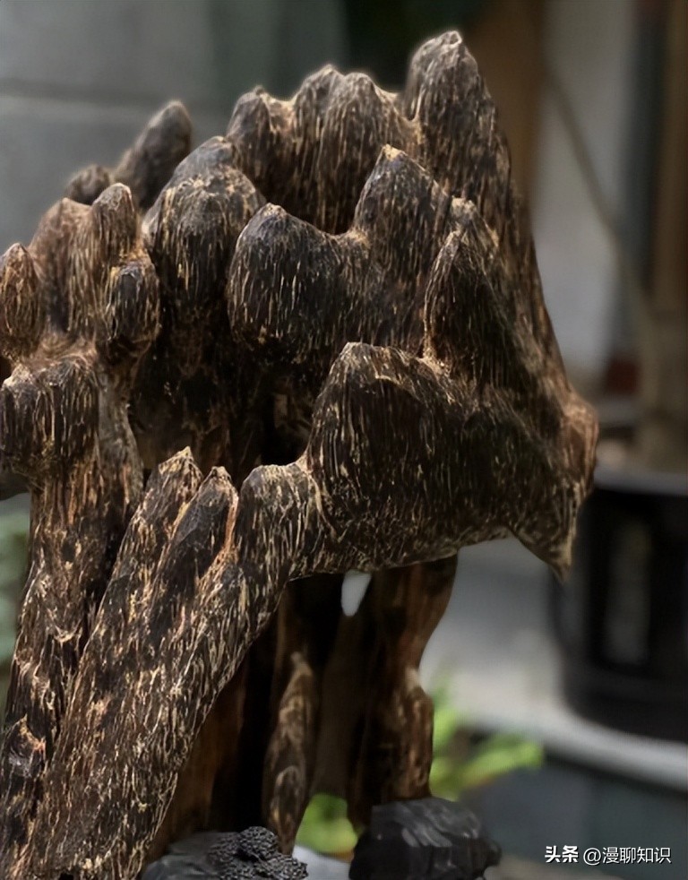 沉香异常显微结构是什么,沉香的形成和构成