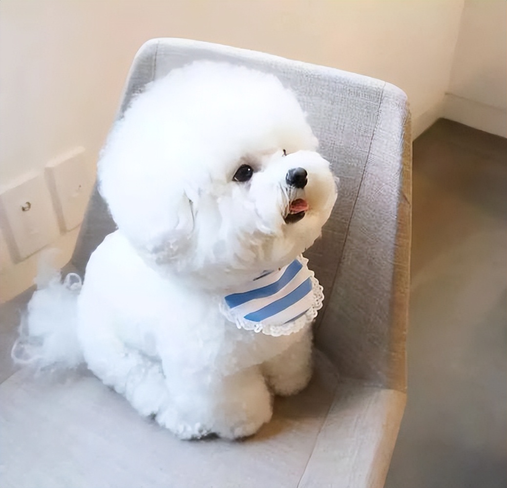 养比熊必知的100个知识笔记,养比熊前需要了解的7件事