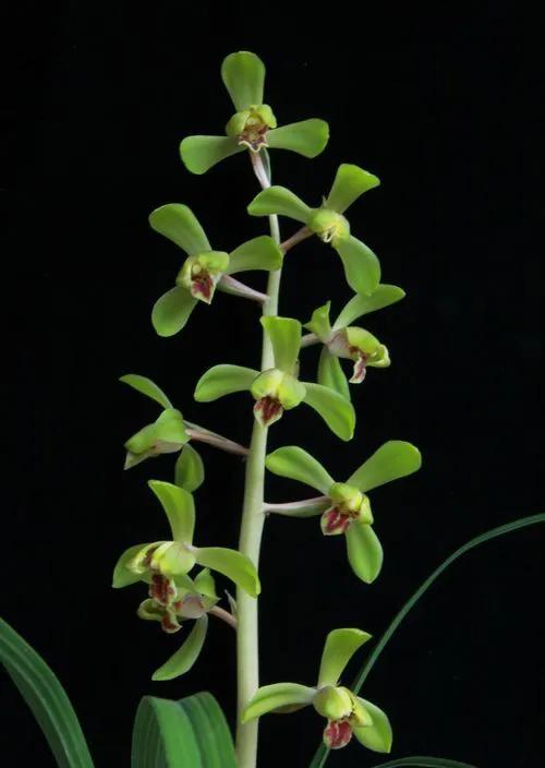 蕙兰老八种图片,蕙兰新八种图片高清