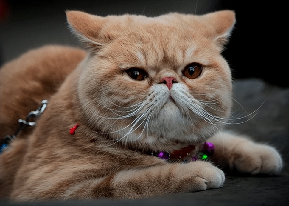 铲屎官不绝育的公猫应对案例,公猫绝育的好坏