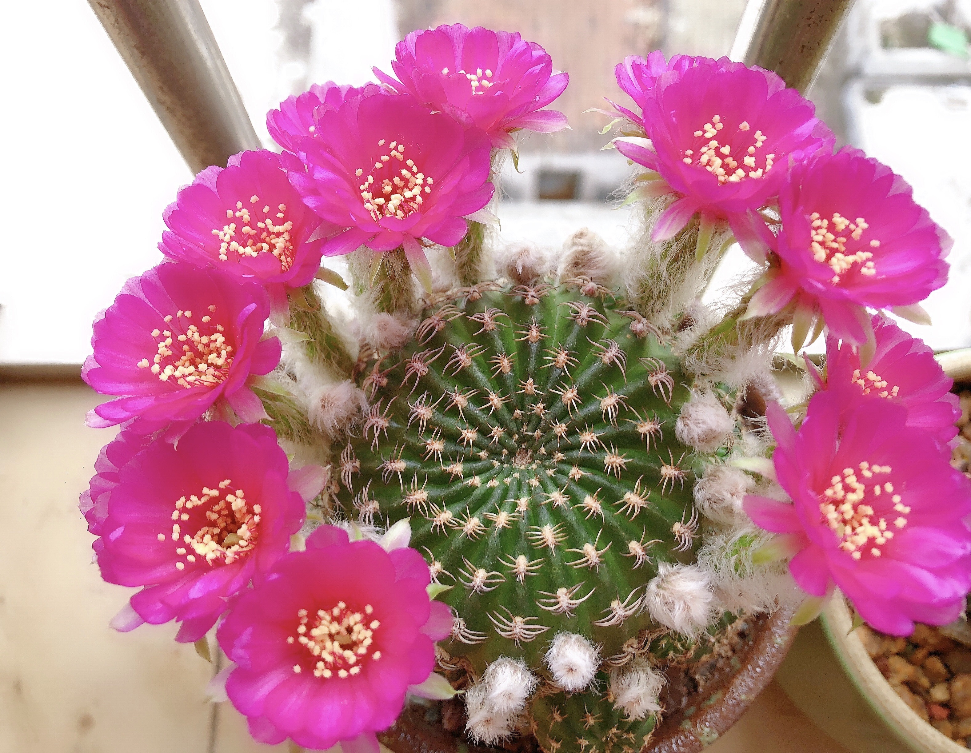 喜欢养仙人球，就选“阳春丸”，颜值高，好打理，每年开花好多次