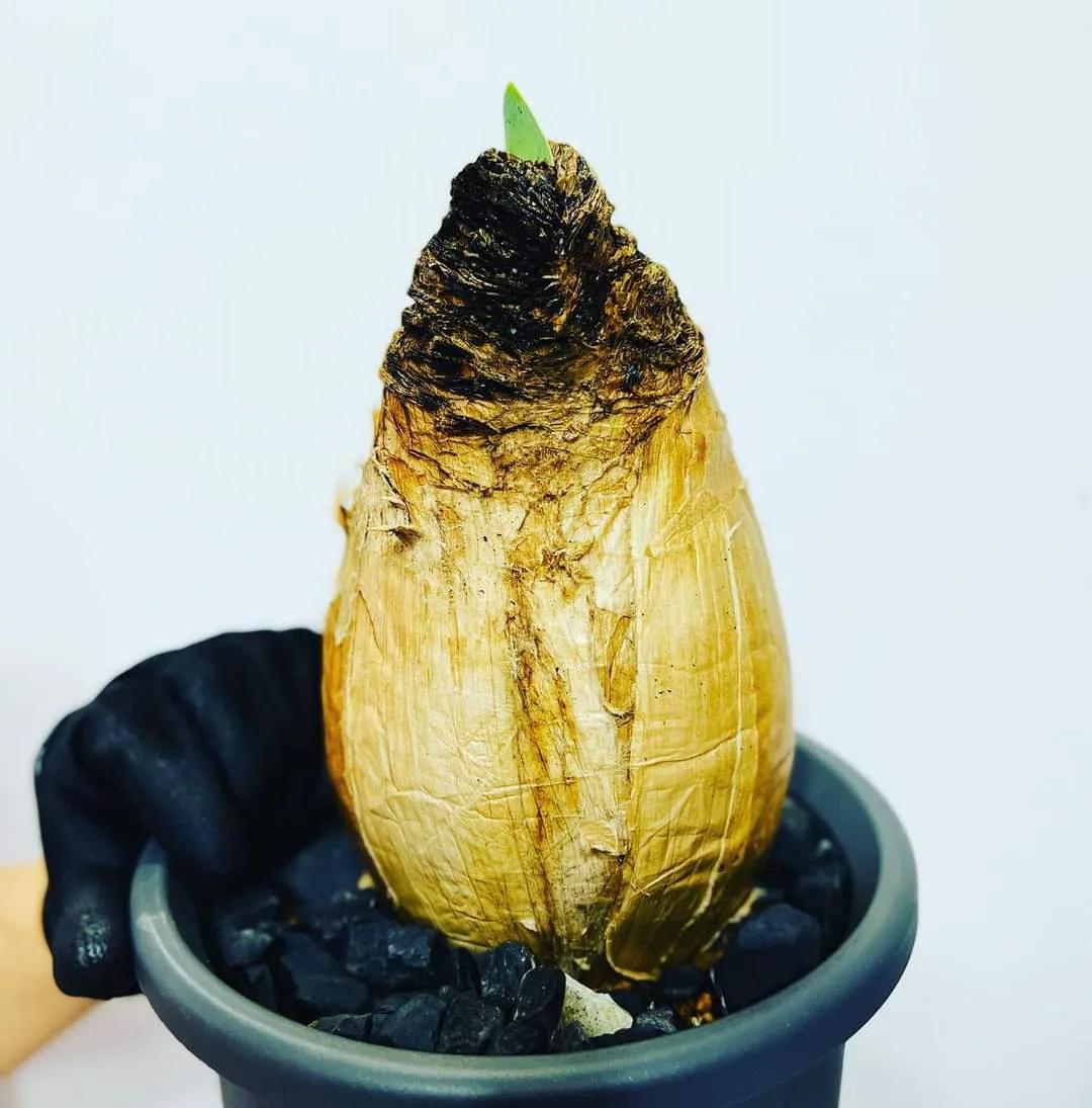 8种多肉太上头，外形独特又可爱，让人直呼太有趣了