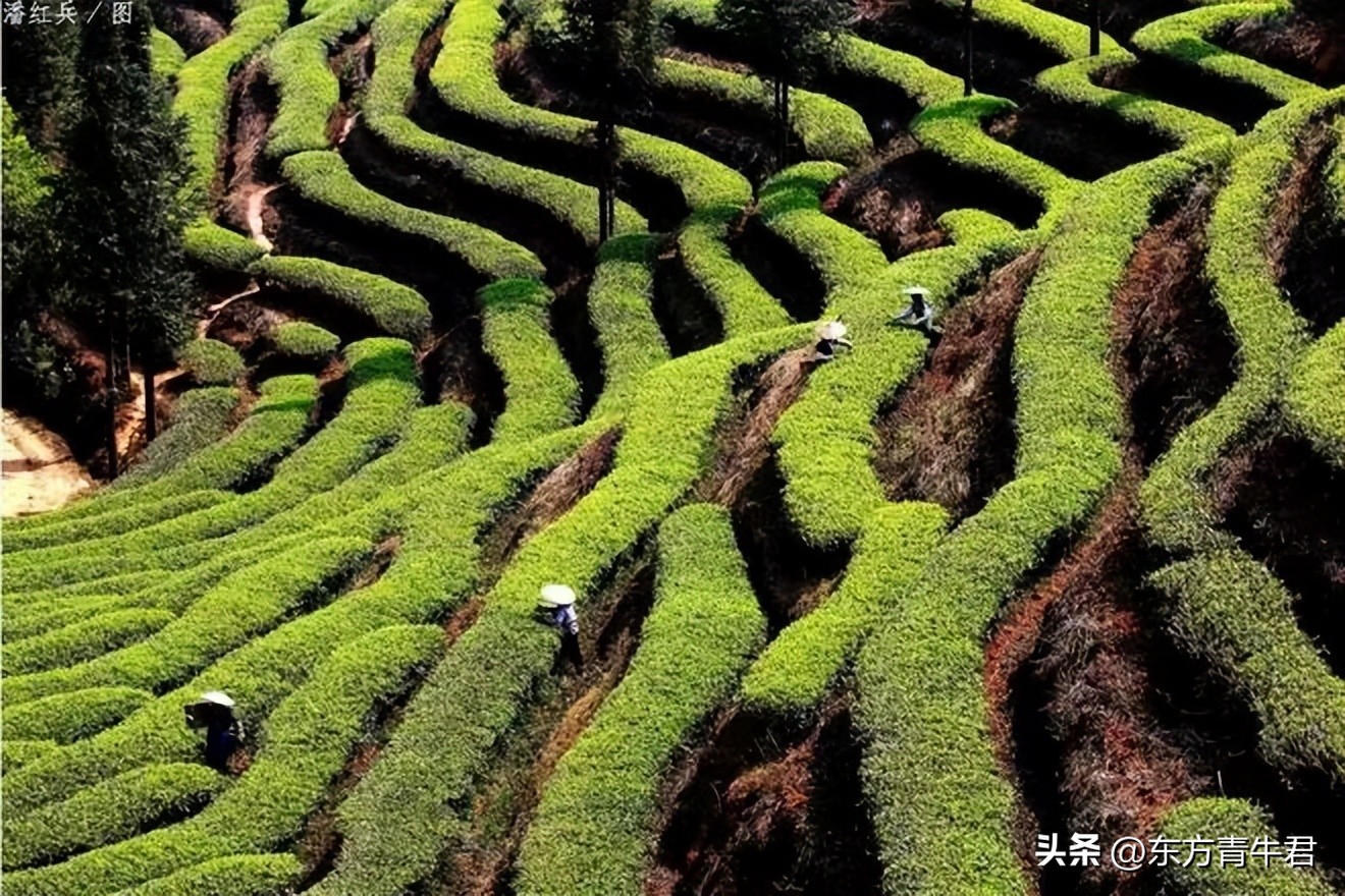 普洱茶古树和老树的区别,普洱茶古树大树中树小树怎么区分