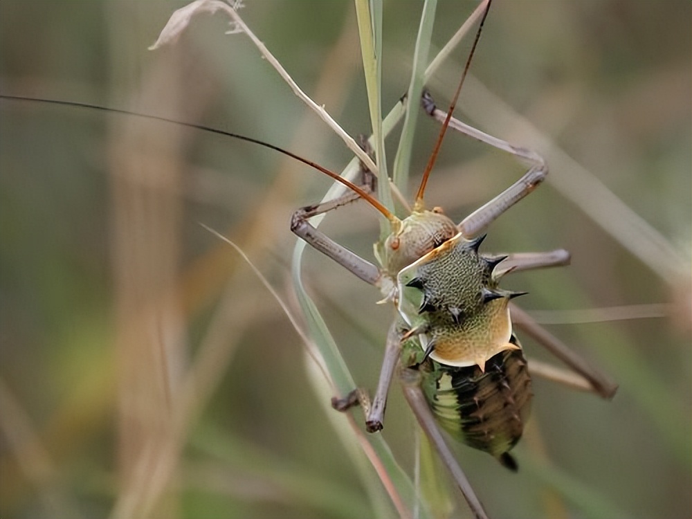 铠甲蟋蟀的天敌是谁,身披尖刺盔甲的蟋蟀