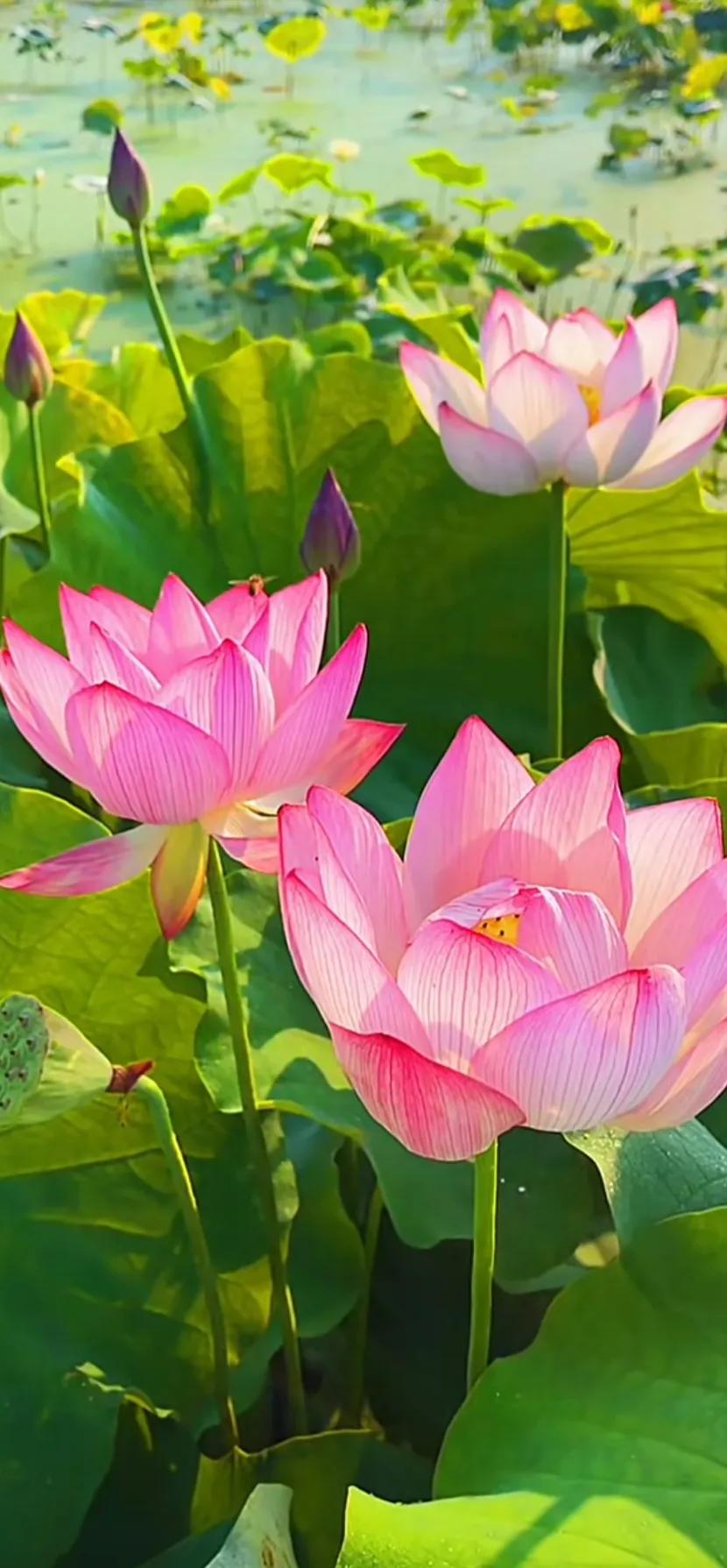 夏的季节荷花图片,三夏荷花图片