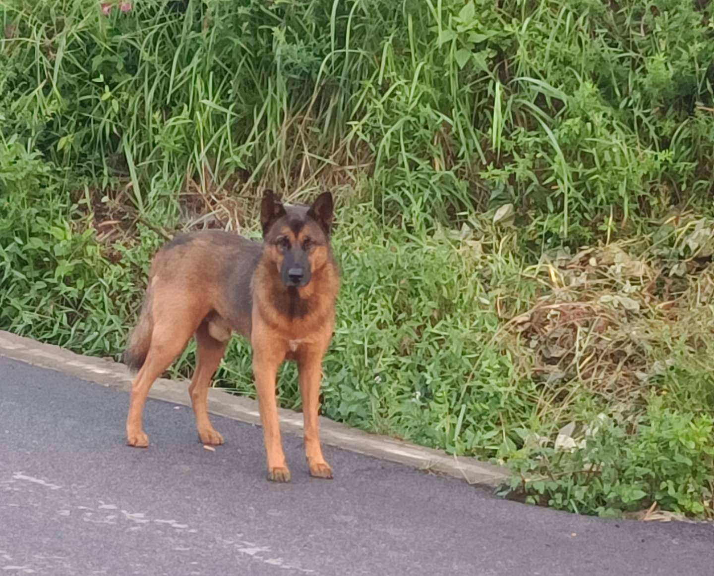 怎么对付恶犬,怎么对付恶犬伤人