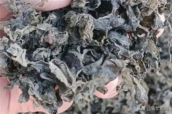 农村下雨后的野菜,下雨野外捡野菜视频