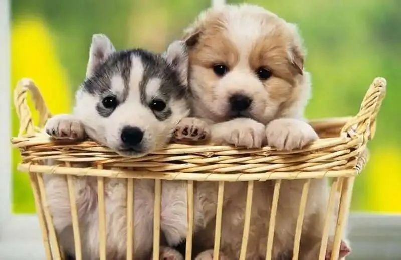 狗狗得细小症状有哪些,狗狗细小传染人吗