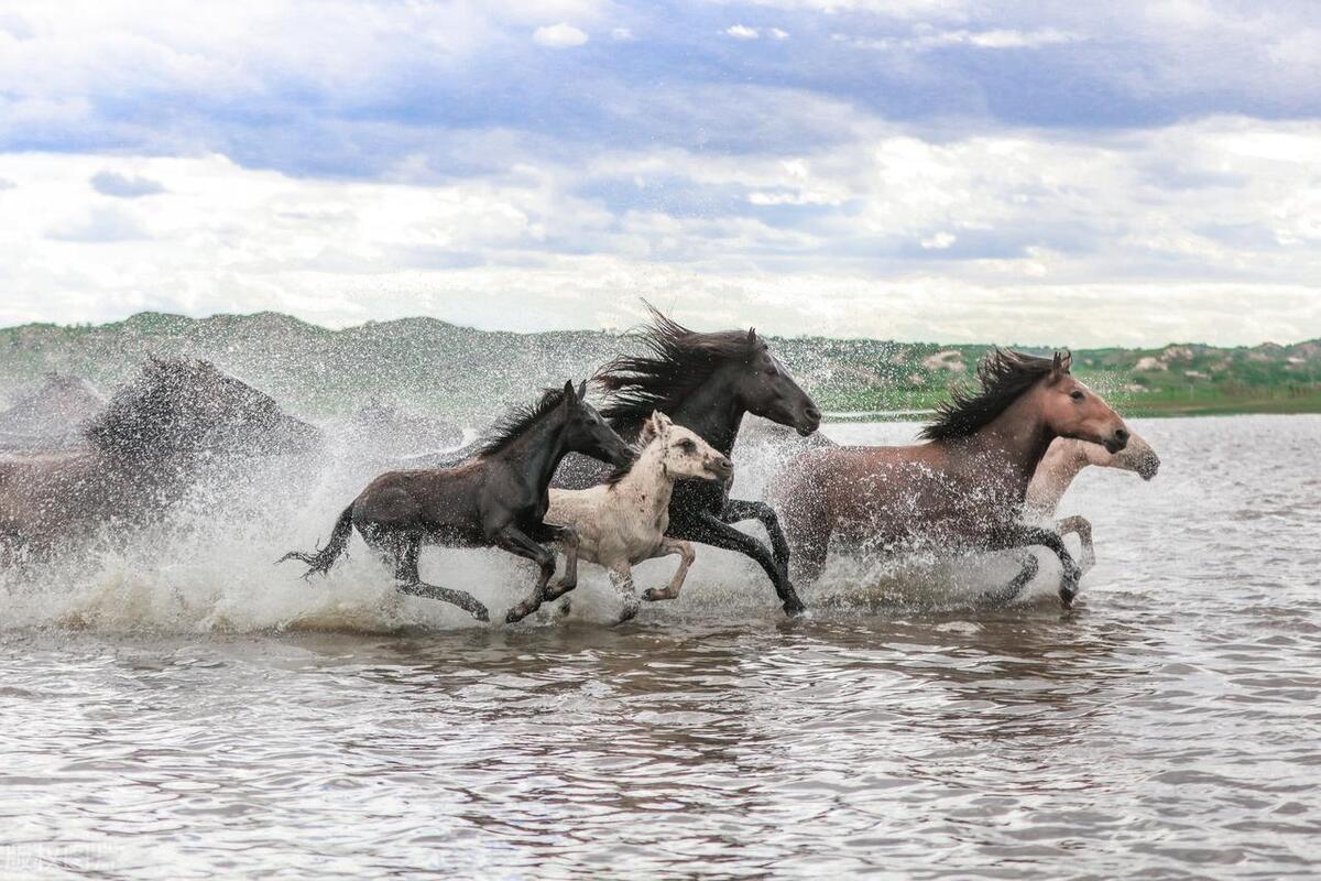 生肖文化之马,十二生肖古代马