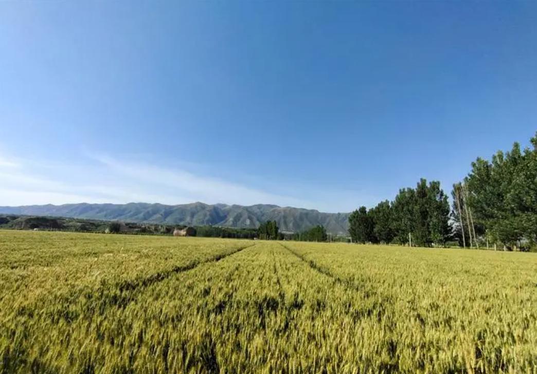 中央100亿补助农民如何下发的,国家的补助老百姓真的领到了吗