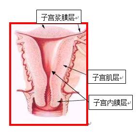 子宫大小与妊娠周数相符,妊娠子宫体积