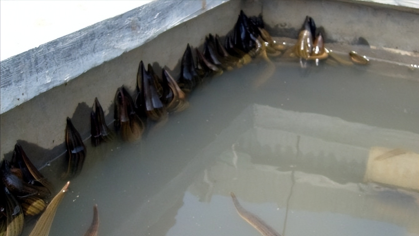 水蛭龙虾自繁自养,自繁自养水蛭