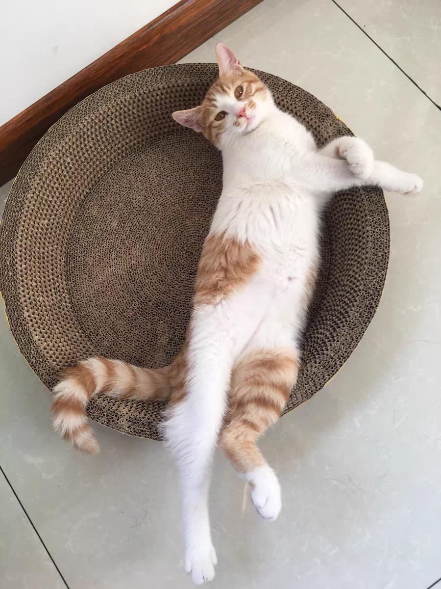 宠物医院不告诉你的驱虫药,宠物医院不告诉你的养猫小技巧