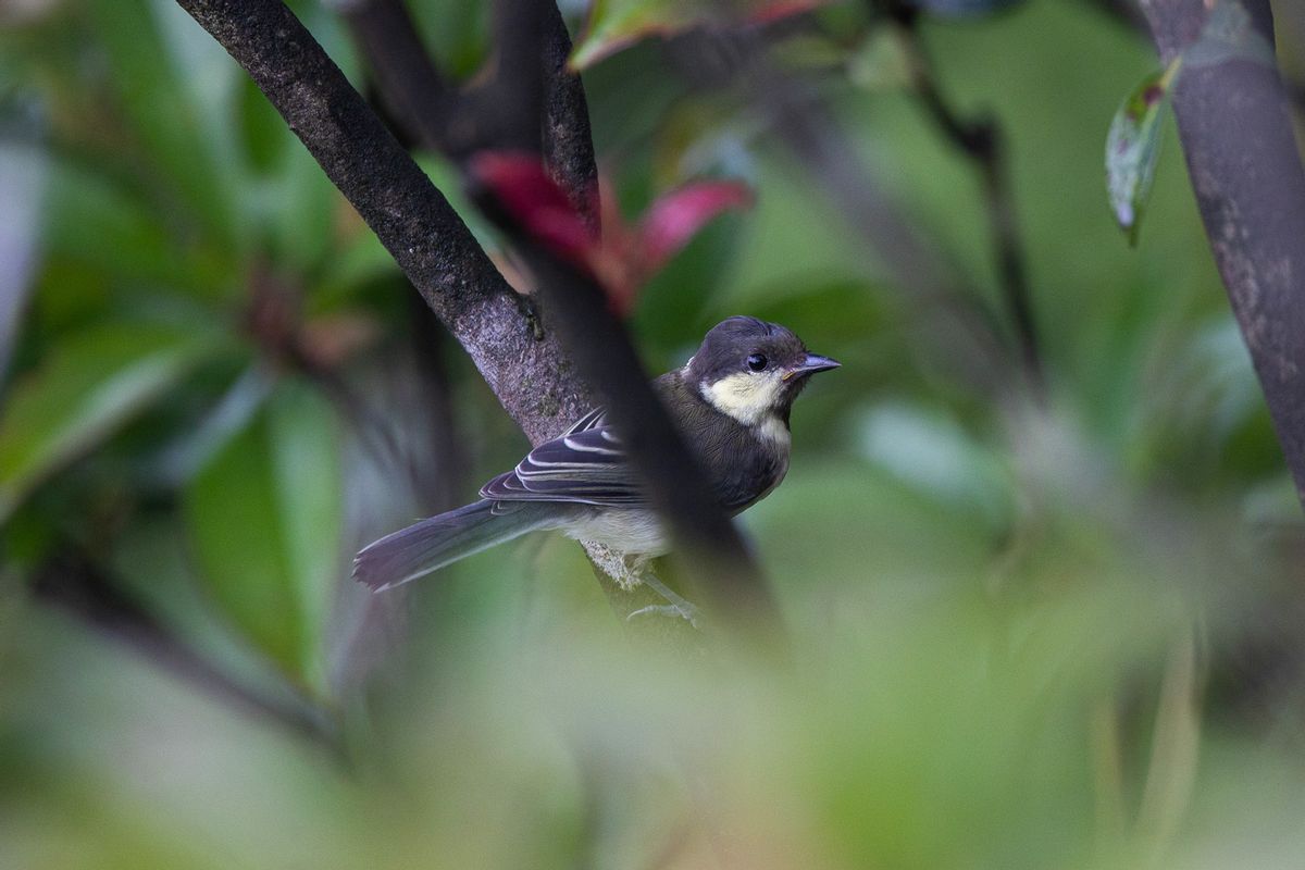 佳能行摄中国,佳能n100行摄之旅