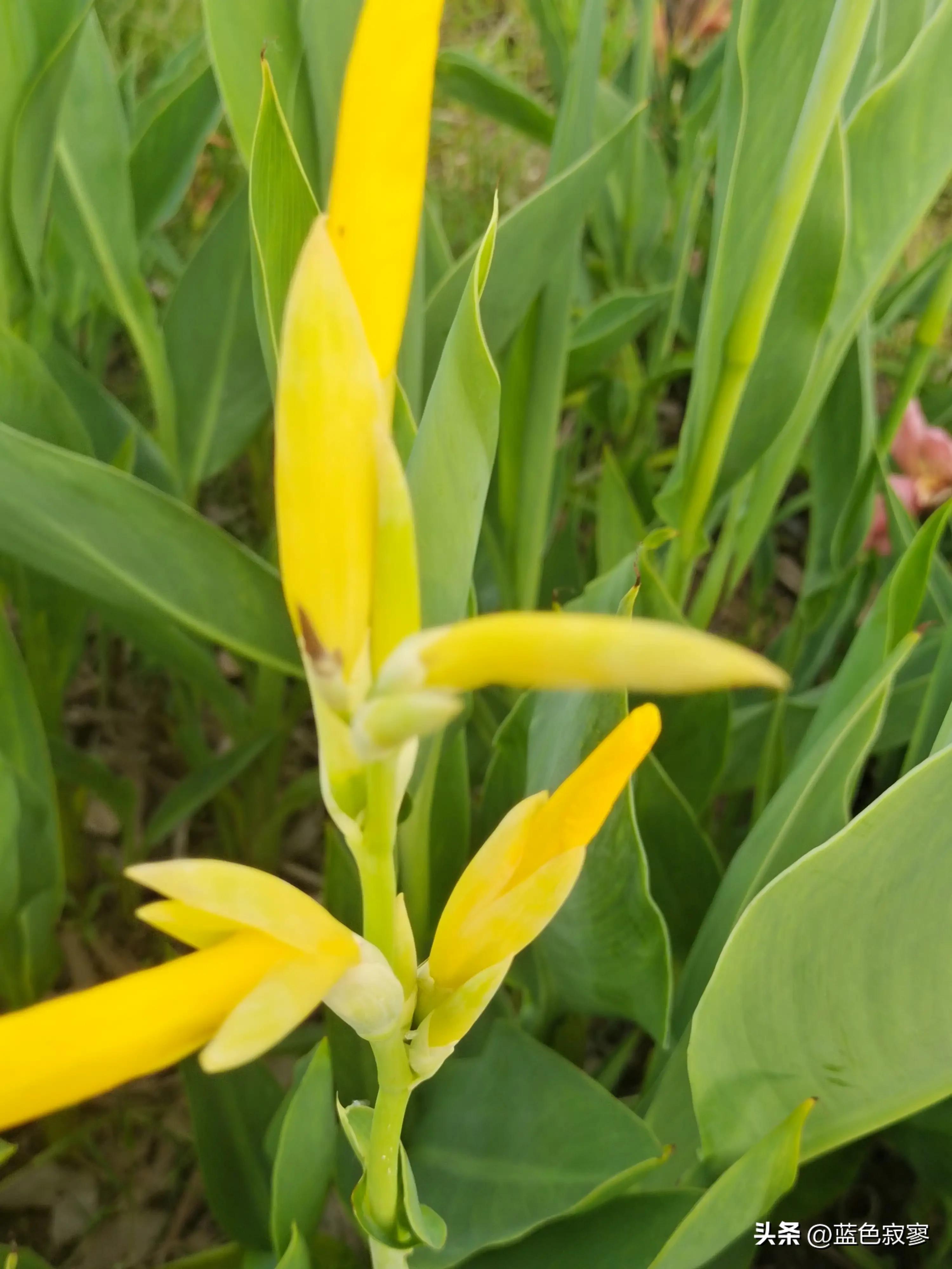 美人蕉生长环境记录,美人蕉天然的环保卫士