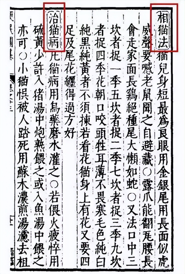 家猫怎样选才是好猫,如何挑选一只性格好长得好看的猫