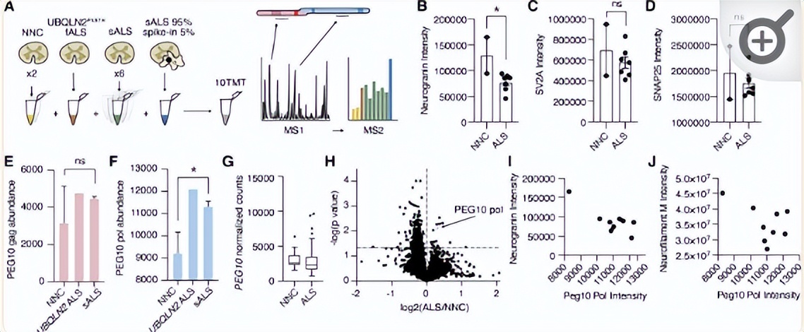 NPF2.8促进因子对拟南芥花粉表面黄酮醇糖苷积累作用的研究