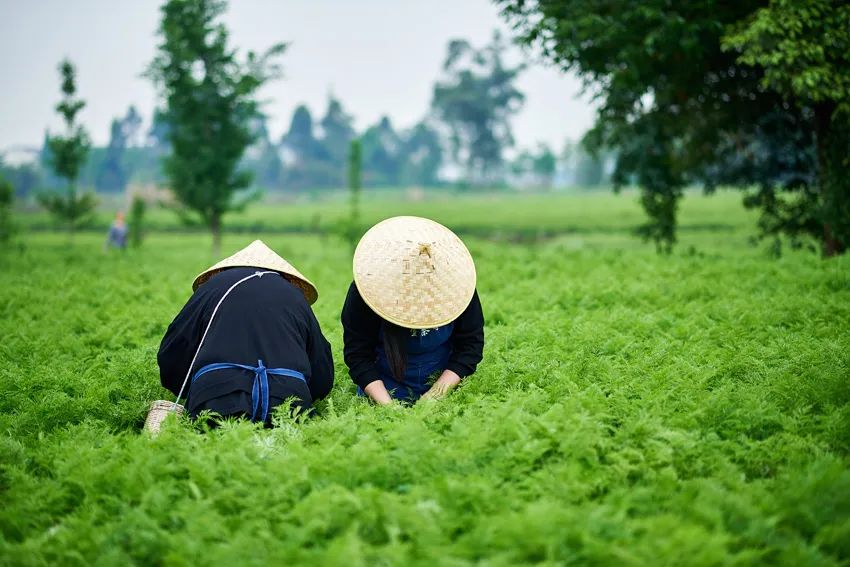 巴山蜀水美图,美图美景精彩绽放