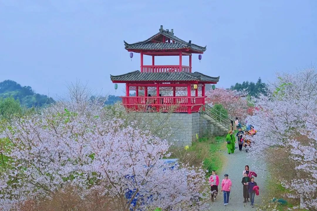 樱花季日本小众赏樱,樱花季全球赏樱胜地盘点