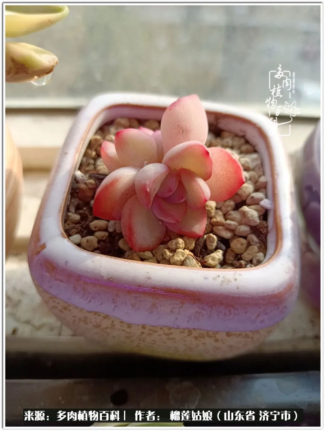 繁花似锦觅安宁淡如流水度一生,繁花似锦觅安宁淡云流水度人生