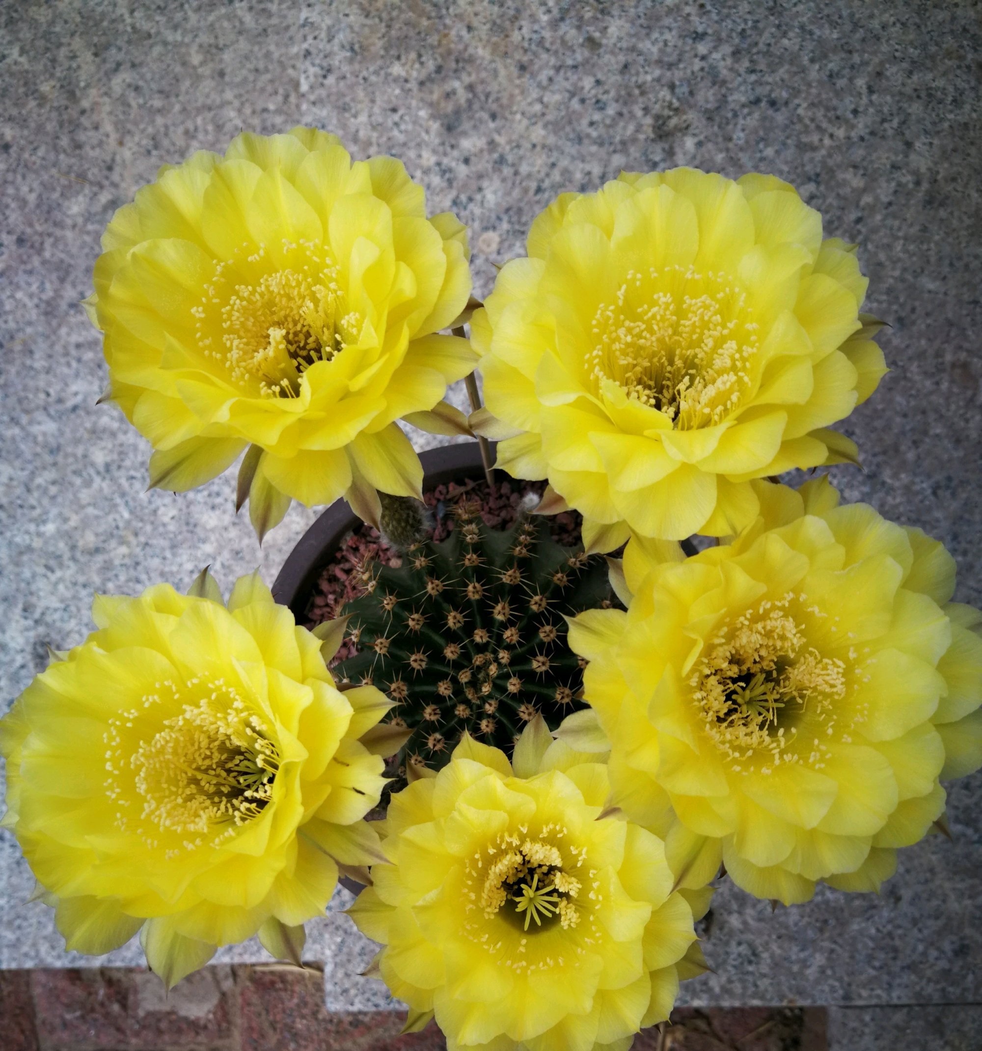 9种很会开花的仙人球，个个颜值高、开花勤奋，养护也简单