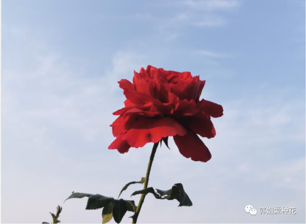 十大最耐雨的月季品种,耐晒耐雨淋的月季品种推荐