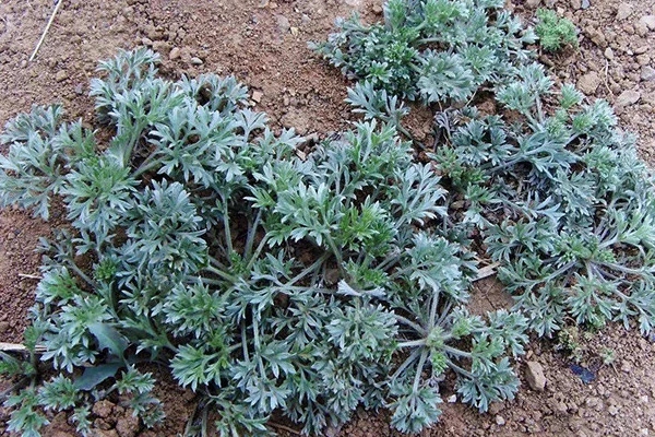 乡下鸡饲料哪里有卖,农村常见的鸡草药