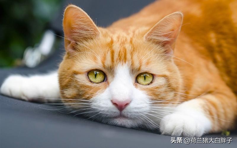 中国国际航空托运猫咪价格 (航空托运猫咪到家后注意事项)