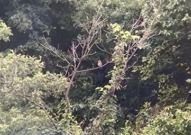 家底大揭秘！深圳究竟有多少“神奇生物”？