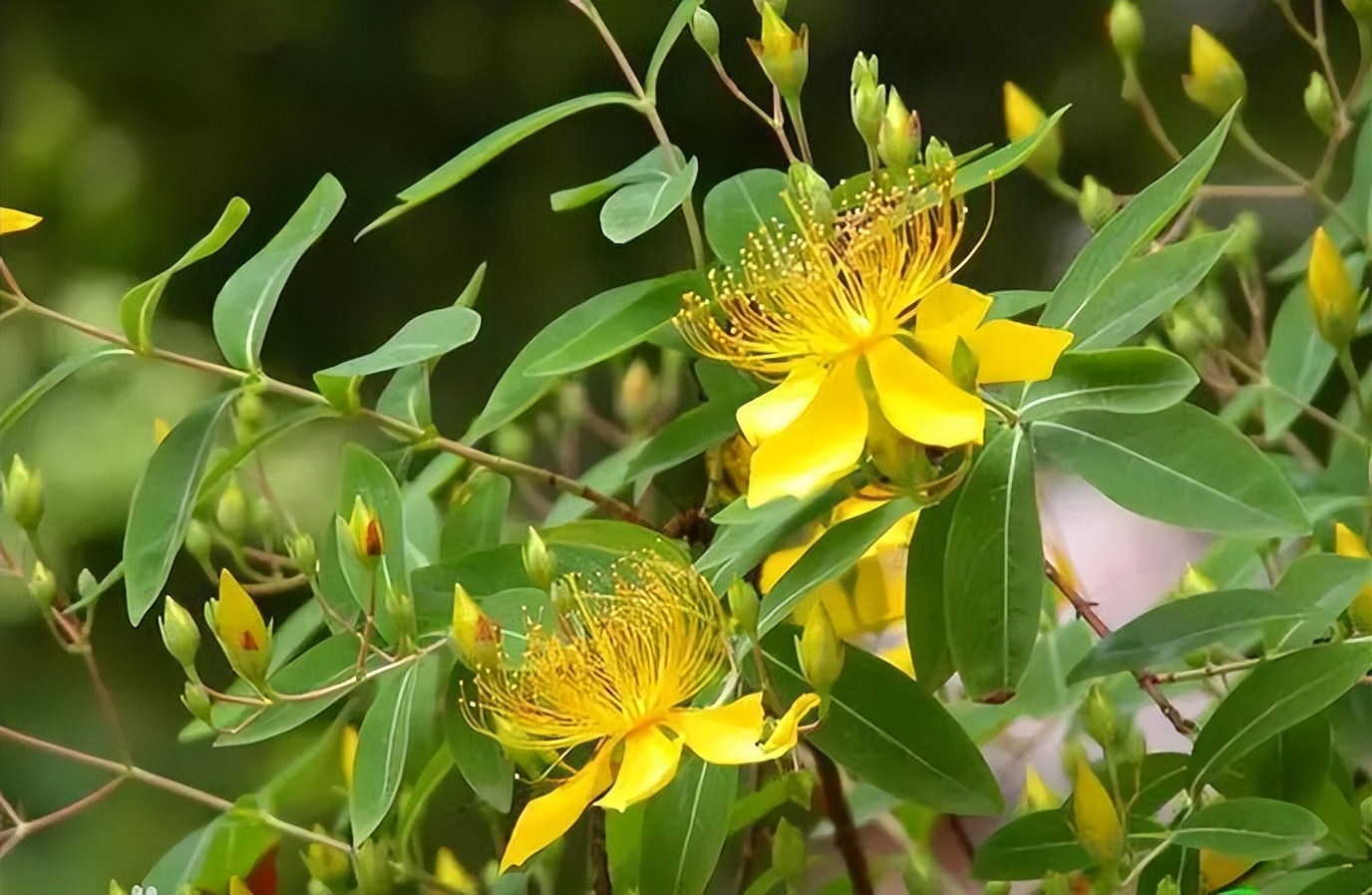 植物识别小口诀，总结的太全了！