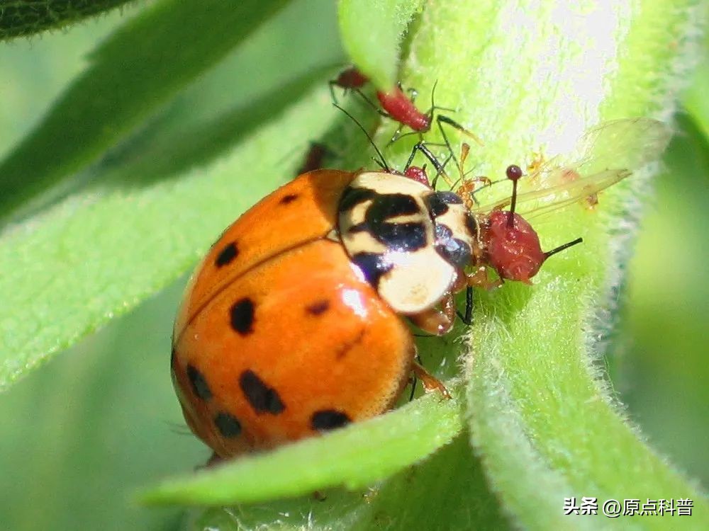 美国的昆虫入侵,盘点入侵美国的七大昆虫