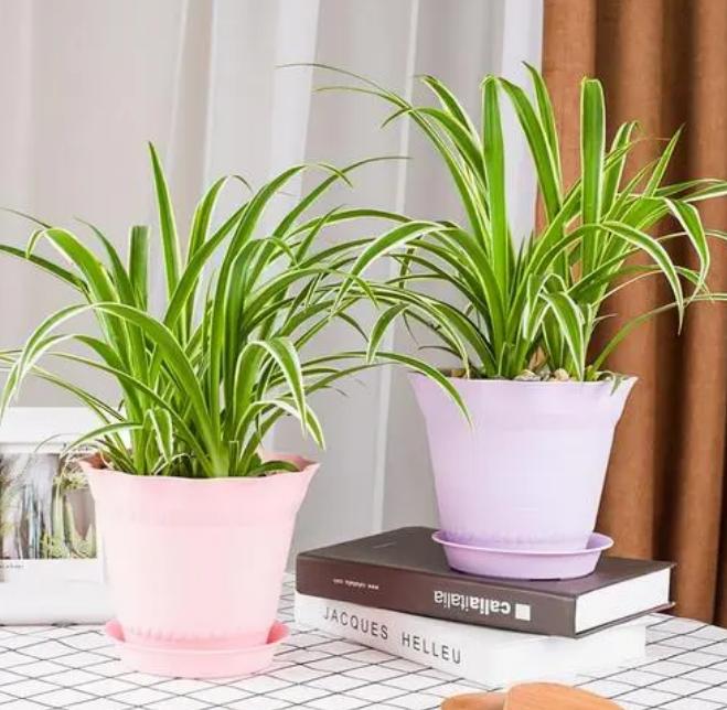 哪种绿植适合室内养对人体好,室内养绿植会增加负氧离子吗