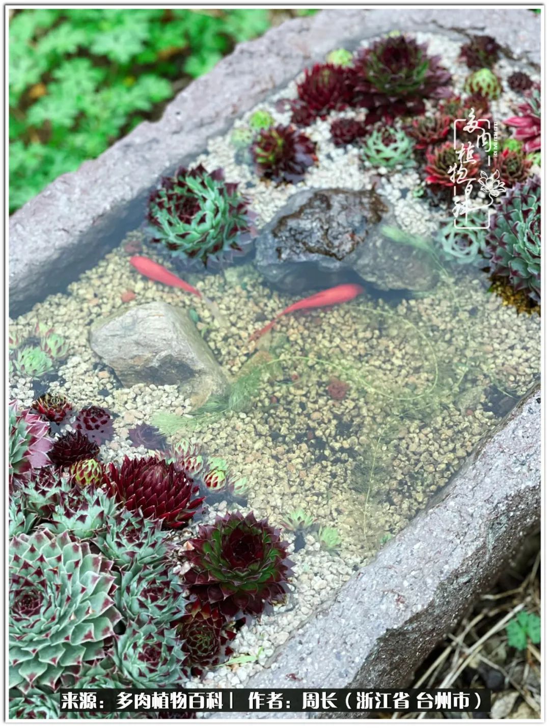 多肉拼盘新手入门,多肉拼盘说说