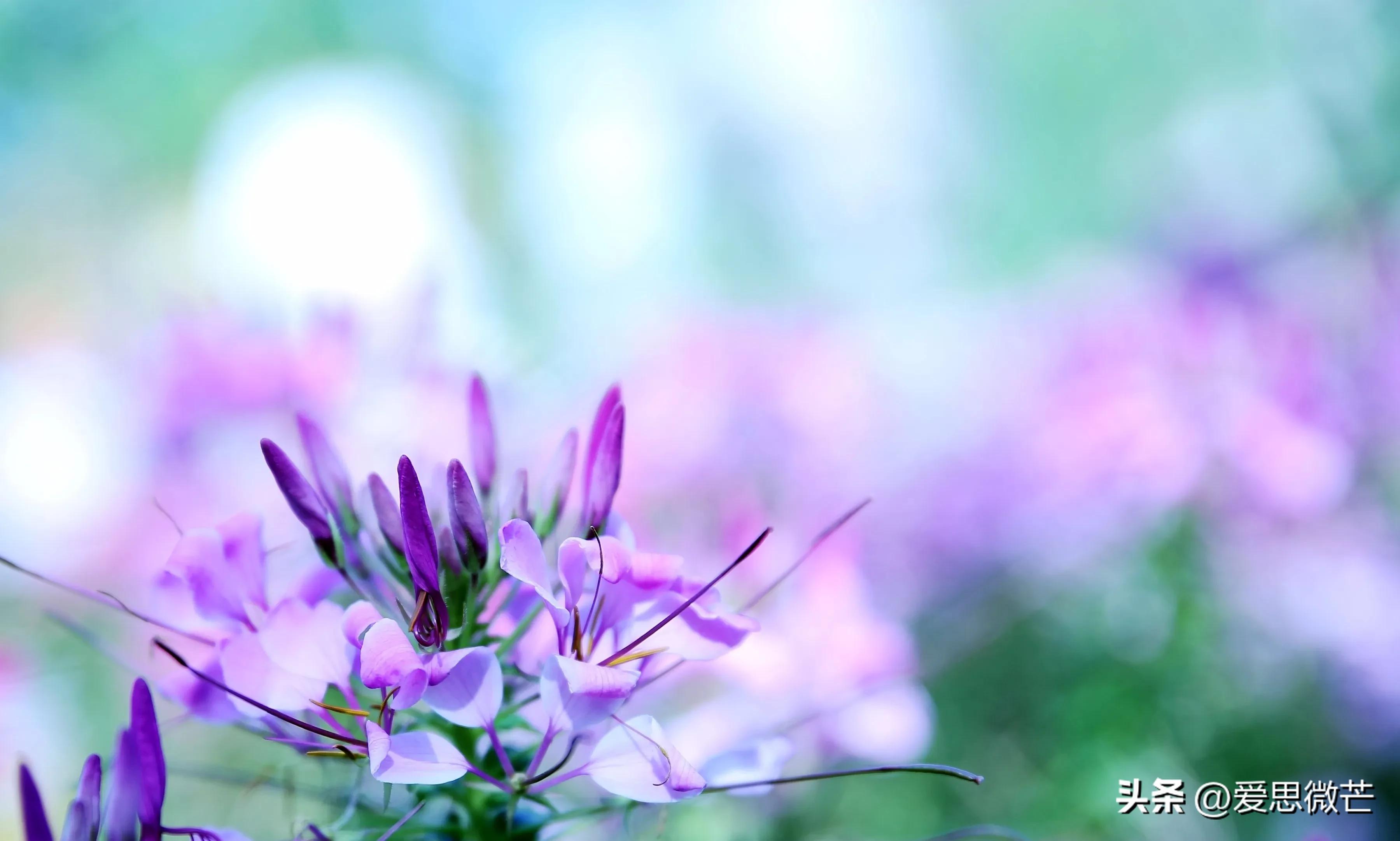 臭臭的花,最难闻的花和最好闻的花