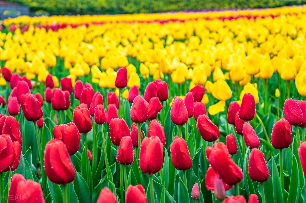 郁金香花语哲理句,郁金香花语文案短句干净治愈